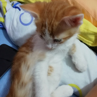 Tekir Kedi, Kedi  Pekmez fotoğrafı
