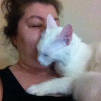 Ankara Kedisi, Kedi  pamuk fotoğrafı