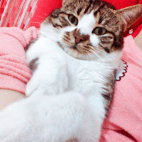 Tekir Kedi, Kedi  Muharrem fotoğrafı