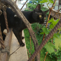 Bombay, Kedi  Mio fotoğrafı