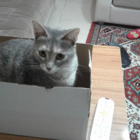 Tekir Kedi, Kedi  kiko fotoğrafı