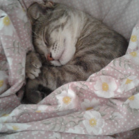 Tekir Kedi, Kedi  kiko fotoğrafı