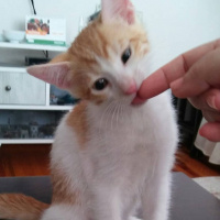 Tekir Kedi, Kedi  Badem fotoğrafı