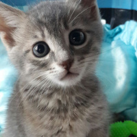 Tekir Kedi, Kedi  Fiona fotoğrafı