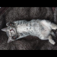 Tekir Kedi, Kedi  Fiona fotoğrafı