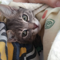 Tekir Kedi, Kedi  Fiona fotoğrafı
