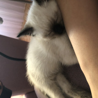 Siyam Kedisi, Kedi  Şanslı fotoğrafı