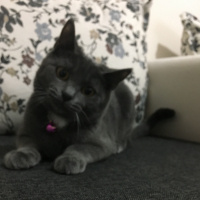 British Shorthair, Kedi  Hayki fotoğrafı