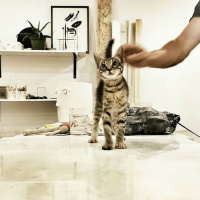 Tekir Kedi, Kedi  ELEKTRA fotoğrafı