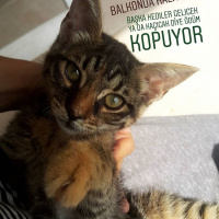 Tekir Kedi, Kedi  ELEKTRA fotoğrafı