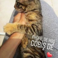 Tekir Kedi, Kedi  ELEKTRA fotoğrafı