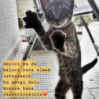 Tekir Kedi, Kedi  ELEKTRA fotoğrafı