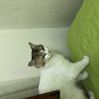 Tekir Kedi, Kedi  Fıstık fotoğrafı