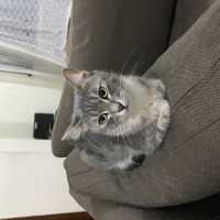 Tekir Kedi, Kedi  Lokum fotoğrafı