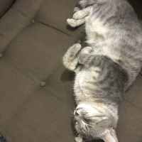 Tekir Kedi, Kedi  Lokum fotoğrafı