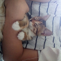 Tekir Kedi, Kedi  Prenses fotoğrafı