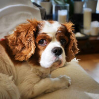 Cavalier King Charles Spanieli, Köpek  bubble fotoğrafı