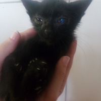 Tekir Kedi, Kedi  İsimsiz fotoğrafı