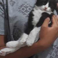 Tekir Kedi, Kedi  Osman fotoğrafı