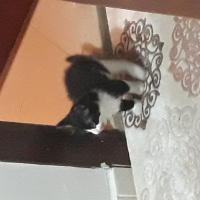 Tekir Kedi, Kedi  Osman fotoğrafı