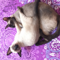 Siyam Kedisi, Kedi  Mia fotoğrafı