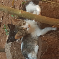 European Shorthair, Kedi  Adi yok fotoğrafı