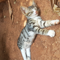 European Shorthair, Kedi  Adi yok fotoğrafı