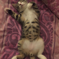Tekir Kedi, Kedi  Woddy fotoğrafı
