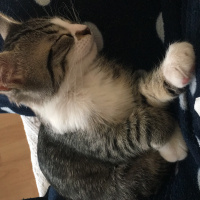 Tekir Kedi, Kedi  Woddy fotoğrafı
