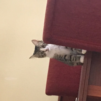 Tekir Kedi, Kedi  Woddy fotoğrafı