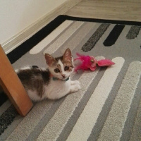 Tekir Kedi, Kedi  Cips fotoğrafı