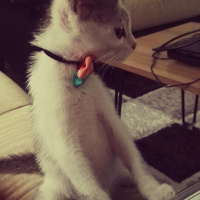 Tekir Kedi, Kedi  Cips fotoğrafı
