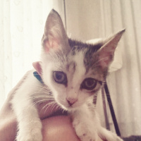 Tekir Kedi, Kedi  Cips fotoğrafı
