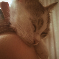 Tekir Kedi, Kedi  Cips fotoğrafı