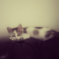 Tekir Kedi, Kedi  Cips fotoğrafı