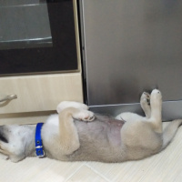 Sibirya Kurdu (Husky), Köpek  Misket fotoğrafı