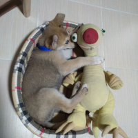 Sibirya Kurdu (Husky), Köpek  Misket fotoğrafı