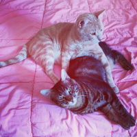 Brazilian Shorthair, Kedi  Latte fotoğrafı
