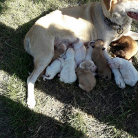 Sokö (Sokak Köpeği), Köpek  Boncuk fotoğrafı