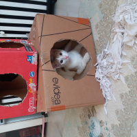 Tekir Kedi, Kedi  Teddy fotoğrafı