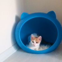 Tekir Kedi, Kedi  Teddy fotoğrafı