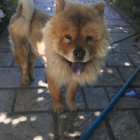 Chow Chow (çin Aslanı), Köpek  Bongo fotoğrafı