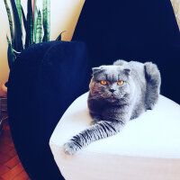 Scottish Fold, Kedi  Duman fotoğrafı