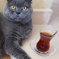 Scottish Fold, Kedi  Duman fotoğrafı