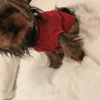 Yorkshire Terrier, Köpek  Gigi fotoğrafı