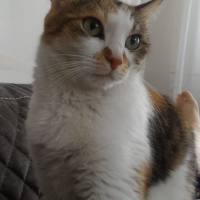 Tekir Kedi, Kedi  Calyy fotoğrafı