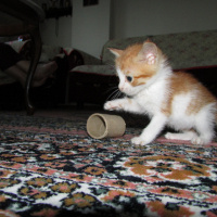 Tekir Kedi, Kedi  Uğur fotoğrafı