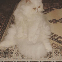 İran Kedisi (Persian), Kedi  Minnok fotoğrafı