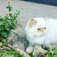 İran Kedisi (Persian), Kedi  VASVİYE fotoğrafı