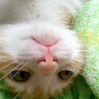 Tekir Kedi, Kedi  Karamel fotoğrafı